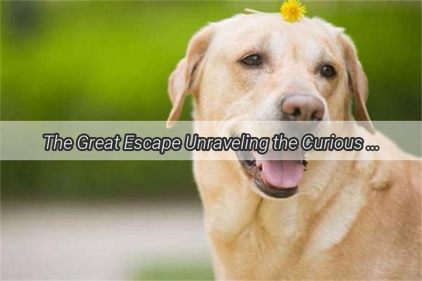 The Great Escape Unraveling the Curious Tale of a Curious Pups Adventure